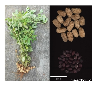 花生.png 花生.png